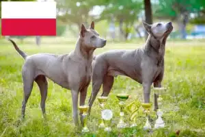 Read more about the article Thai Ridgeback breeders and puppies in Poland
