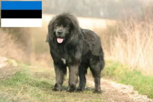 Read more about the article Tibetan Mastiff breeders and puppies in Estonia