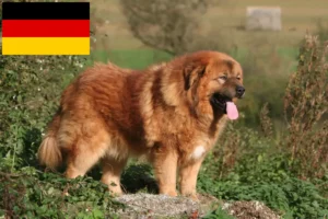 Read more about the article Tibetan Mastiff breeders and puppies in Germany