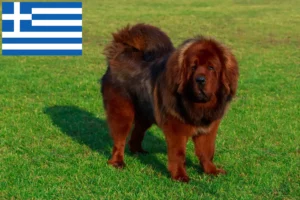 Read more about the article Tibetan Dog breeder and puppies in Greece