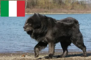 Read more about the article Tibetan Mastiff breeders and puppies in Italy