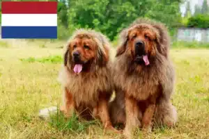 Read more about the article Tibetan Mastiff breeders and puppies in the Netherlands