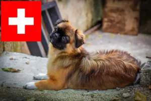 Read more about the article Tibetan Spaniel breeders and puppies in Switzerland