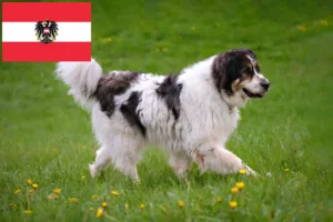 Read more about the article Tornjak breeders and puppies in Austria