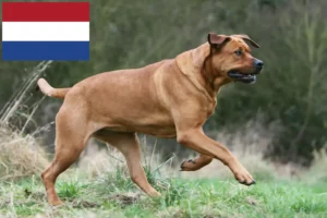 Read more about the article Tosa breeders and puppies in the Netherlands