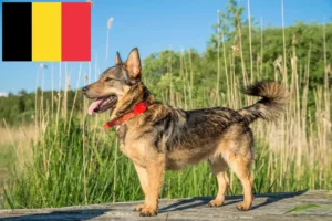 Read more about the article Västgötaspets breeders and puppies in Belgium