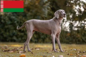 Read more about the article Weimaraner breeders and puppies in Belarus