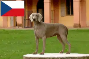Read more about the article Weimaraner breeders and puppies in the Czech Republic