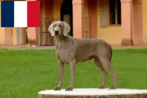 Read more about the article Weimaraner breeders and puppies in France