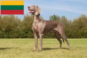Read more about the article Weimaraner breeders and puppies in Lithuania