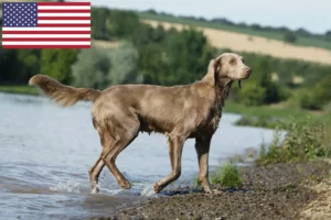 Read more about the article Weimaraner breeders and puppies in the USA