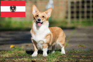 Read more about the article Welsh Corgi breeders and puppies in Austria