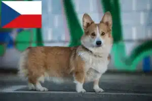 Read more about the article Welsh Corgi breeders and puppies in the Czech Republic