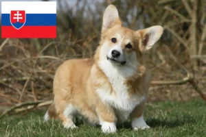 Read more about the article Welsh Corgi breeders and puppies in Slovakia