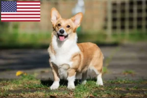 Read more about the article Welsh Corgi breeders and puppies in the USA