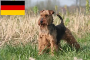 Read more about the article Welsh Terrier breeders and puppies in Germany