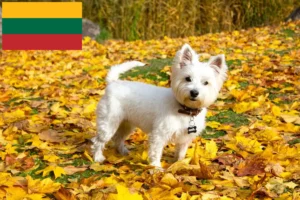 Read more about the article Westie breeders and puppies in Lithuania