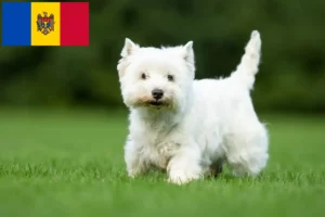 Read more about the article Westie breeders and puppies in Moldova