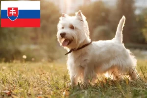 Read more about the article Westie breeders and puppies in Slovakia
