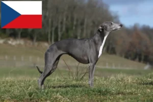 Read more about the article Whippet breeders and puppies in the Czech Republic