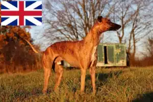 Read more about the article Whippet breeders and puppies in Great Britain