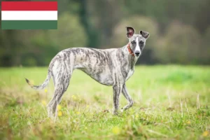 Read more about the article Whippet breeders and puppies in Hungary