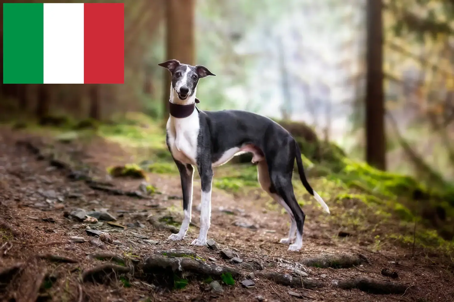 Read more about the article Whippet breeders and puppies in Italy