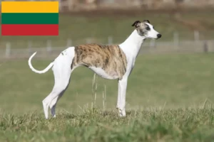 Read more about the article Whippet breeders and puppies in Lithuania