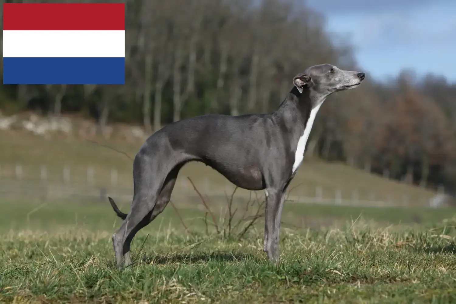 Read more about the article Whippet breeders and puppies in the Netherlands