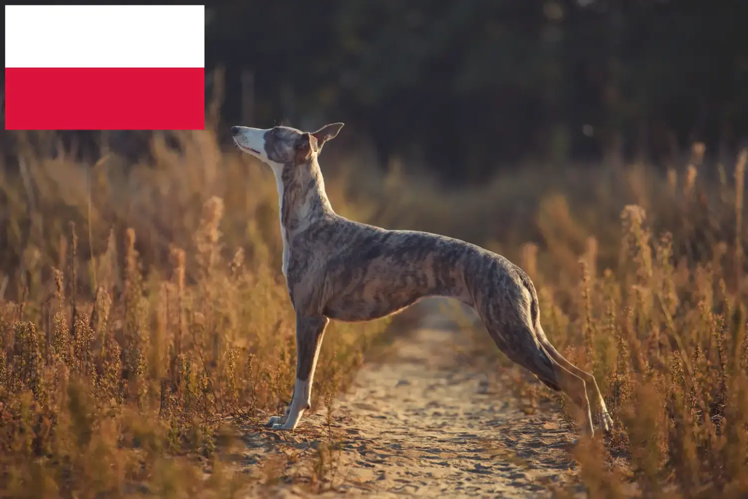 Read more about the article Whippet breeders and puppies in Poland