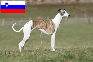 Read more about the article Whippet breeders and puppies in Slovenia