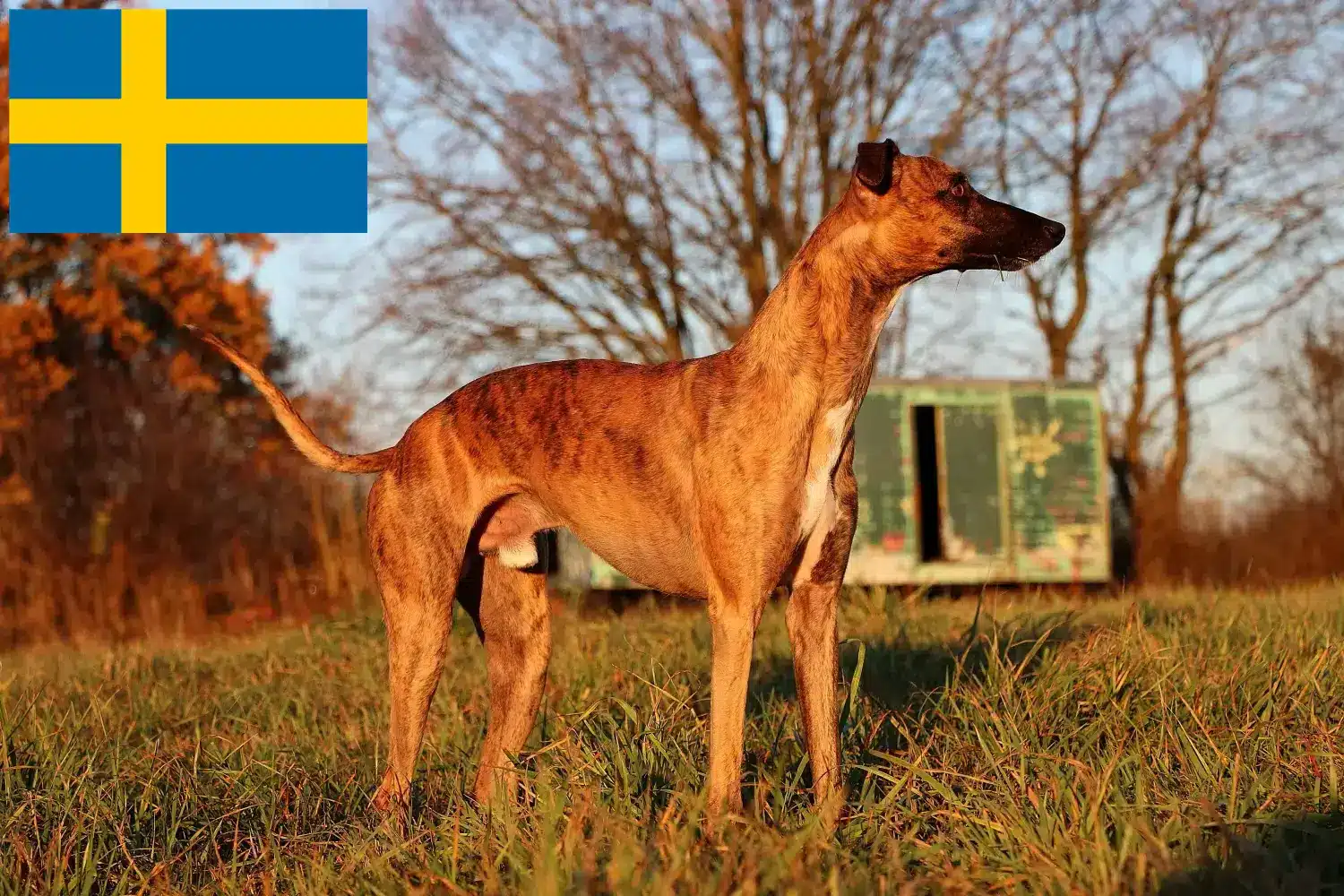 Read more about the article Whippet breeders and puppies in Sweden