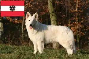 Read more about the article White Swiss Shepherd breeders and puppies in Austria