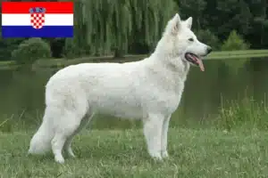 Read more about the article White Swiss Shepherd breeders and puppies in Croatia