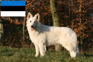 Read more about the article White Swiss Shepherd breeders and puppies in Estonia