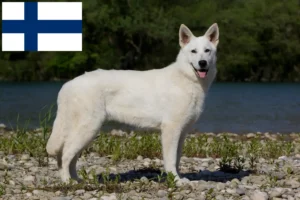 Read more about the article White Swiss Shepherd breeders and puppies in Finland