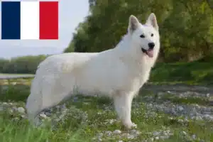 Read more about the article White Swiss Shepherd breeders and puppies in France