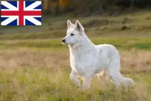 Read more about the article White Swiss Shepherd breeders and puppies in the UK