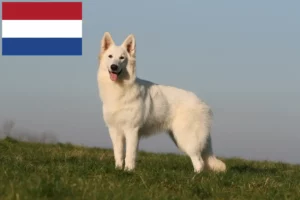 Read more about the article White Swiss Shepherd breeders and puppies in the Netherlands