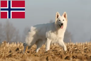 Read more about the article White Swiss Shepherd breeders and puppies in Norway