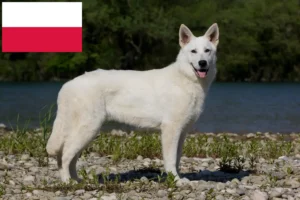 Read more about the article White Swiss Shepherd breeders and puppies in Poland