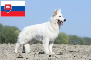 Read more about the article White Swiss Shepherd breeders and puppies in Slovakia