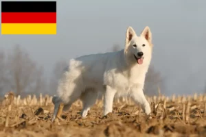 Read more about the article White Swiss Shepherd breeders and puppies in Germany