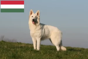 Read more about the article White Swiss Shepherd Dog Breeder and Puppies in Hungary