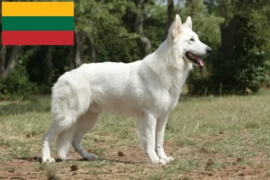 Read more about the article White Swiss Shepherd breeders and puppies in Lithuania