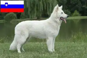 Read more about the article White Swiss Shepherd breeders and puppies in Slovenia