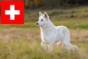 Read more about the article White Swiss Shepherd breeders and puppies in Switzerland