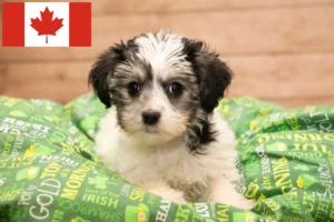 Read more about the article Yorkipoo breeders and puppies in Canada