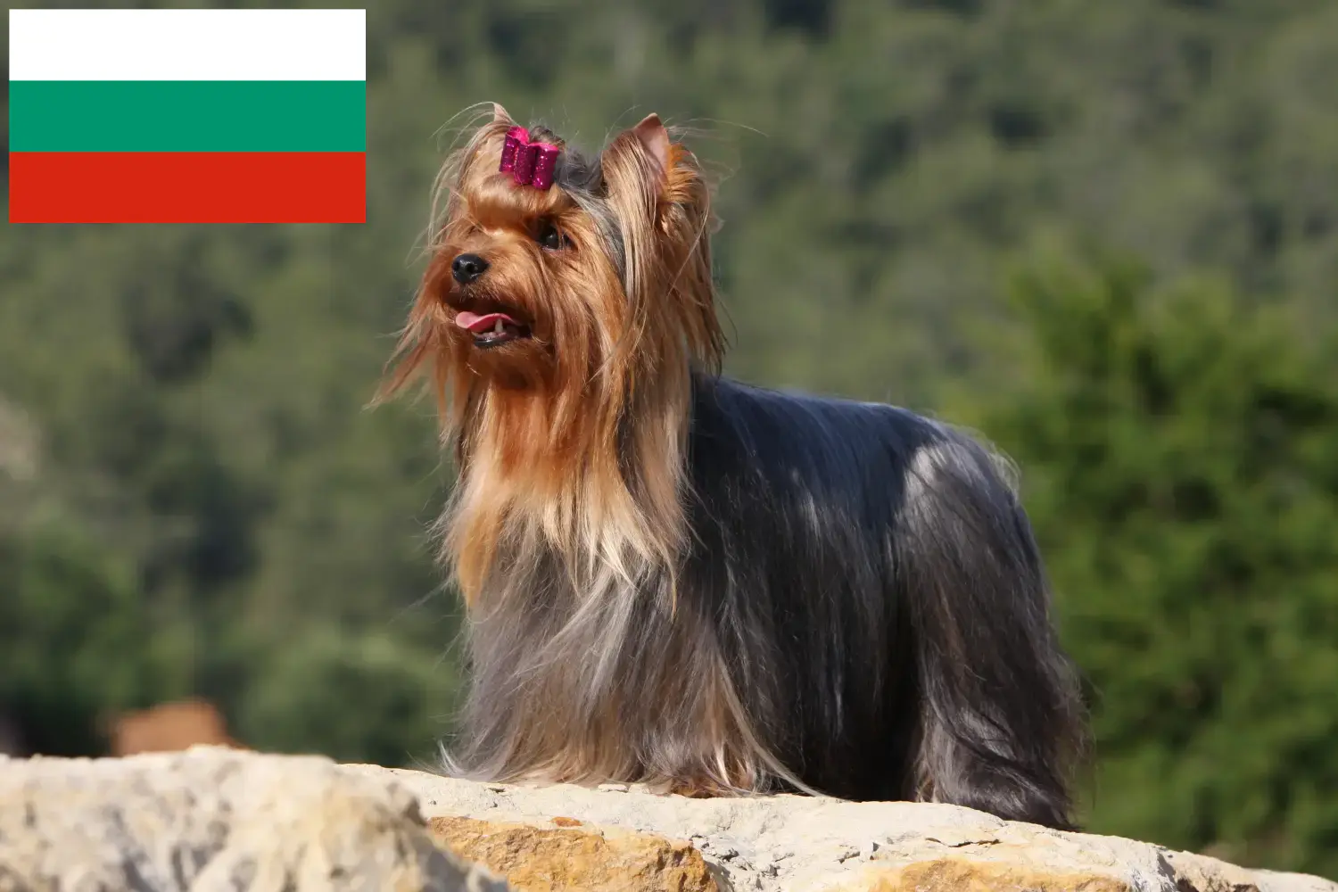 Read more about the article Yorkshire Terrier breeders and puppies in Bulgaria