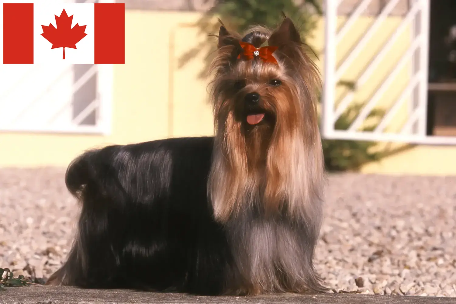 Read more about the article Yorkshire Terrier Breeders and Puppies in Canada